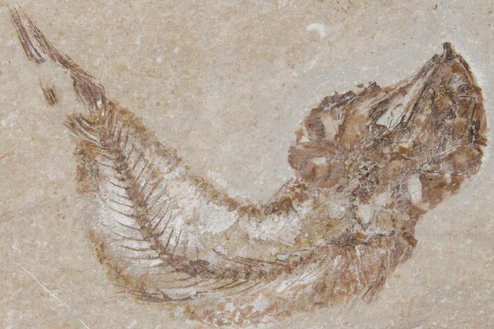 Cretaceous Fossil Fish - Lebanon #218835